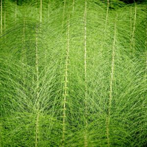 HORSETAIL