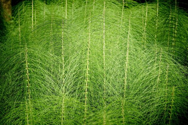 organic horsetail