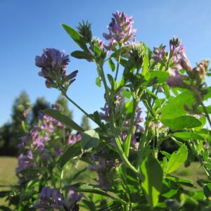 ALFALFA