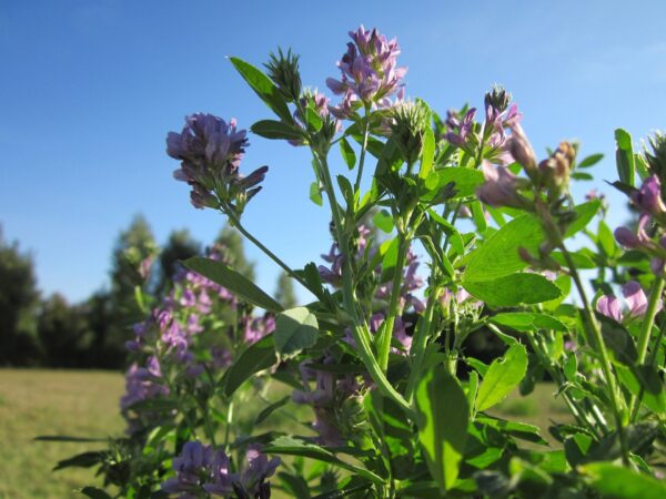 alfalfa organic herb shop