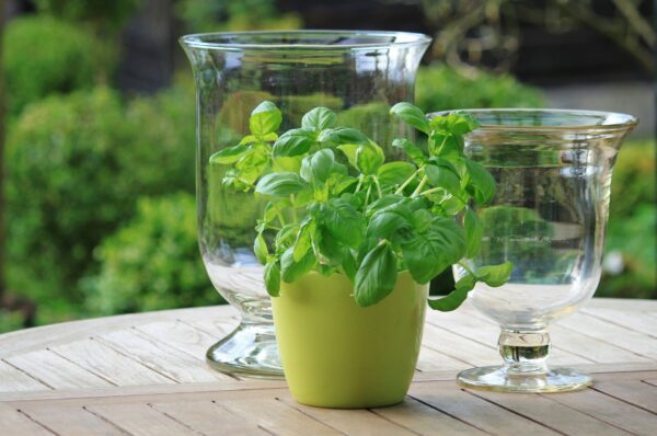 basil free organic