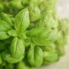 basil organic online