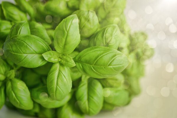 basil organic online