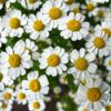 chamomile organic online