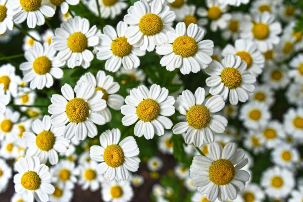 chamomile organic online