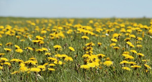 dandelion organic herb shop