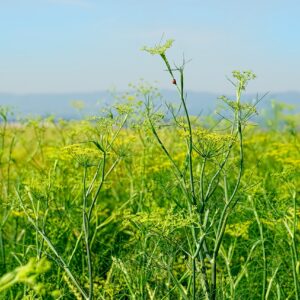 FENNEL