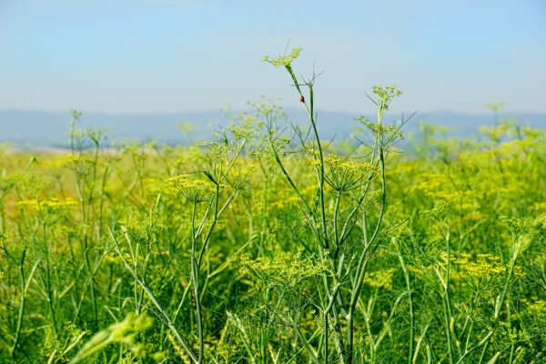 fennel organic herb shop