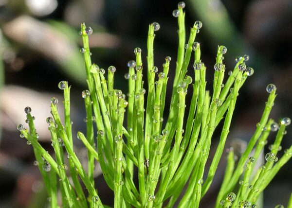 horsetail organic online herb