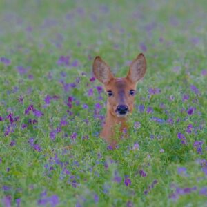 ALFALFA