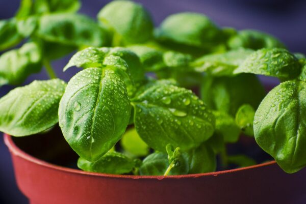 organic basil webshop organicherb shop