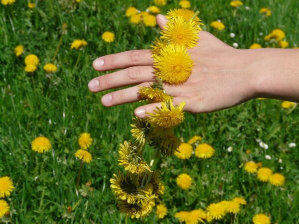 organic dandelion