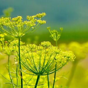 FENNEL