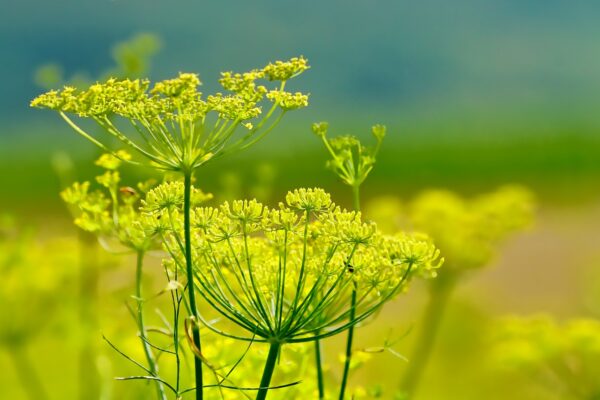 organic fennel online